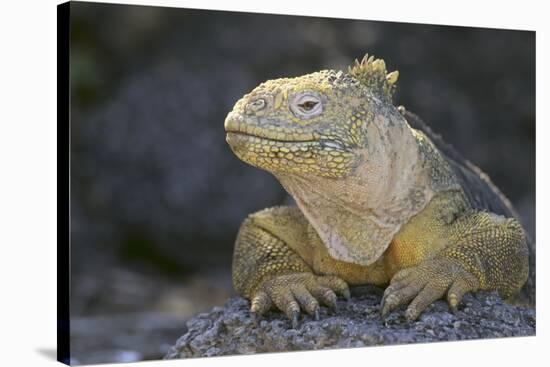 Land Iguana-DLILLC-Stretched Canvas