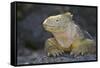 Land Iguana-DLILLC-Framed Stretched Canvas