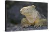 Land Iguana-DLILLC-Stretched Canvas