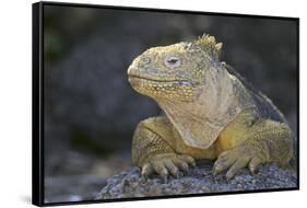 Land Iguana-DLILLC-Framed Stretched Canvas