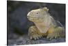 Land Iguana-DLILLC-Stretched Canvas