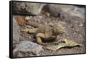 Land Iguana-DLILLC-Framed Stretched Canvas