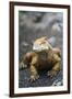 Land Iguana-DLILLC-Framed Photographic Print