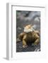 Land Iguana-DLILLC-Framed Photographic Print