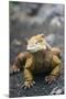 Land Iguana-DLILLC-Mounted Photographic Print