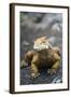 Land Iguana-DLILLC-Framed Photographic Print