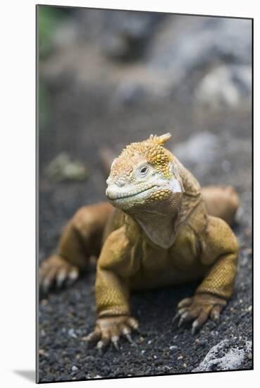 Land Iguana-DLILLC-Mounted Photographic Print