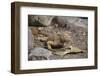 Land Iguana-DLILLC-Framed Photographic Print