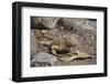 Land Iguana-DLILLC-Framed Photographic Print