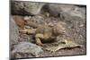 Land Iguana-DLILLC-Mounted Photographic Print