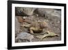 Land Iguana-DLILLC-Framed Photographic Print