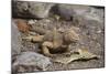 Land Iguana-DLILLC-Mounted Photographic Print