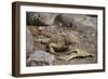 Land Iguana-DLILLC-Framed Photographic Print