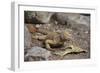 Land Iguana-DLILLC-Framed Photographic Print