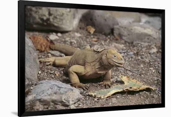 Land Iguana-DLILLC-Framed Photographic Print