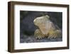 Land Iguana-DLILLC-Framed Photographic Print