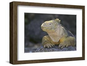 Land Iguana-DLILLC-Framed Photographic Print