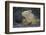 Land Iguana-DLILLC-Framed Photographic Print