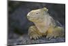 Land Iguana-DLILLC-Mounted Photographic Print