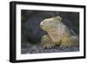 Land Iguana-DLILLC-Framed Photographic Print