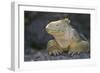 Land Iguana-DLILLC-Framed Photographic Print
