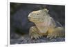 Land Iguana-DLILLC-Framed Photographic Print