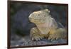 Land Iguana-DLILLC-Framed Photographic Print