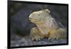 Land Iguana-DLILLC-Framed Photographic Print