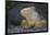 Land Iguana-DLILLC-Framed Photographic Print