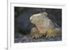 Land Iguana-DLILLC-Framed Photographic Print