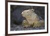 Land Iguana-DLILLC-Framed Photographic Print