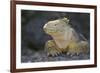 Land Iguana-DLILLC-Framed Photographic Print