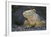 Land Iguana-DLILLC-Framed Photographic Print