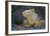 Land Iguana-DLILLC-Framed Photographic Print