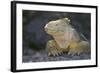 Land Iguana-DLILLC-Framed Photographic Print