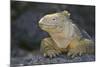 Land Iguana-DLILLC-Mounted Photographic Print