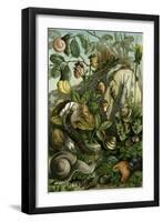 Land Molluscs or Snails and Slugs-null-Framed Giclee Print