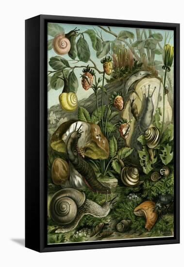 Land Molluscs or Snails and Slugs-null-Framed Stretched Canvas