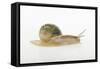 Land Snail-DLILLC-Framed Stretched Canvas