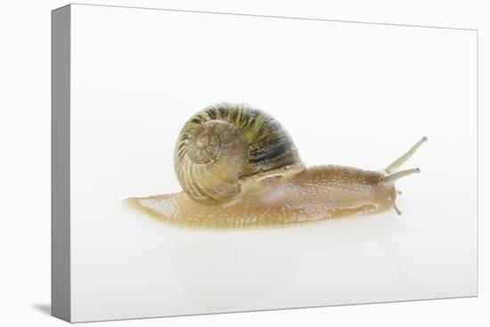 Land Snail-DLILLC-Stretched Canvas