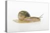 Land Snail-DLILLC-Stretched Canvas