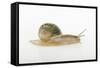 Land Snail-DLILLC-Framed Stretched Canvas