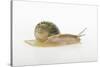 Land Snail-DLILLC-Stretched Canvas