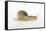 Land Snail-DLILLC-Framed Stretched Canvas