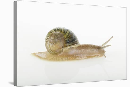 Land Snail-DLILLC-Stretched Canvas