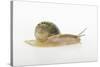 Land Snail-DLILLC-Stretched Canvas