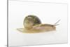 Land Snail-DLILLC-Stretched Canvas