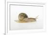 Land Snail-DLILLC-Framed Photographic Print