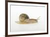 Land Snail-DLILLC-Framed Photographic Print