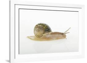 Land Snail-DLILLC-Framed Photographic Print